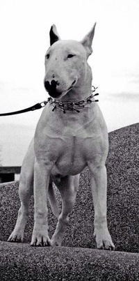 Саша Николаев