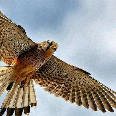 Владимир Соколов