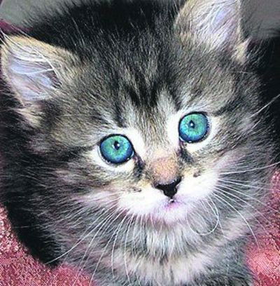 Алина Калиниченко