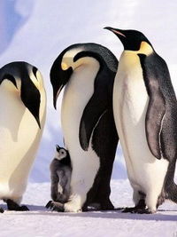 Татьяна Ведутова