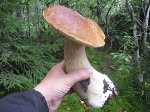 Владимир Ярошенко