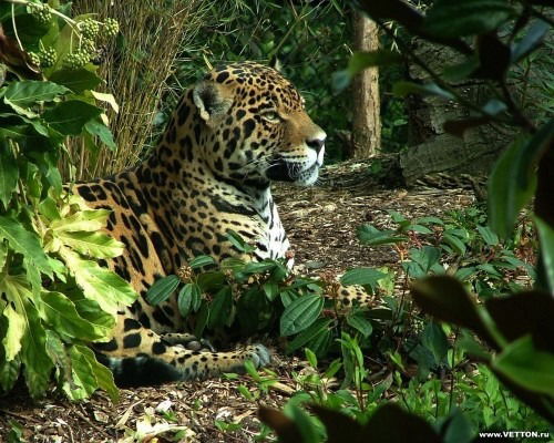 Бауыржан Шынгысбаев