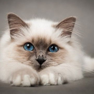 Ольга Балта