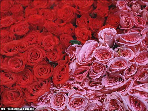 Ольга Преснякова