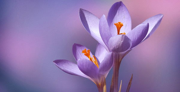 Нарина Каграманян