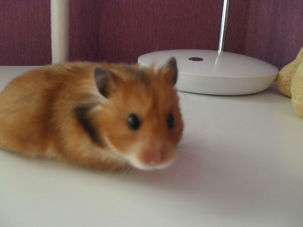 Тибуил Яковлевич Хомяк