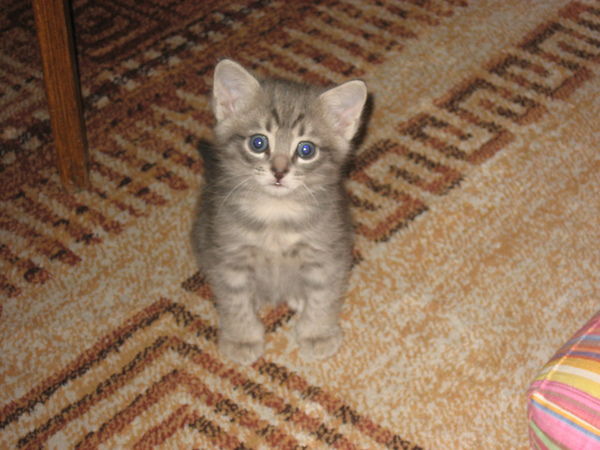 Алина Старкова