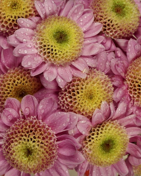 Светлана Саитова