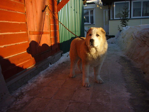 Алексей Вальтер