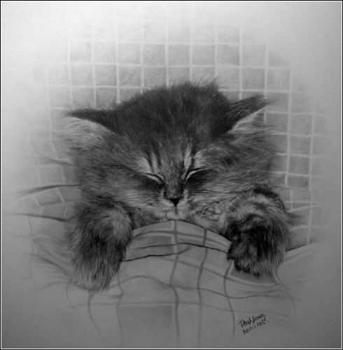 3Арина Котэ