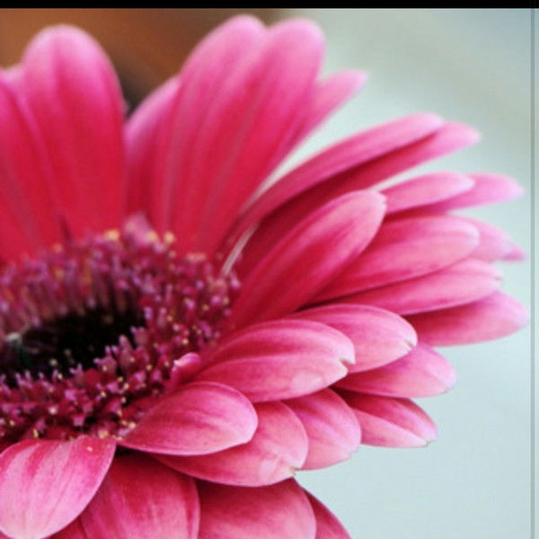 Наталья Петренко