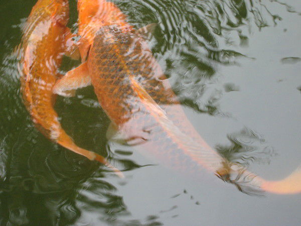 Мирзабек Алипашаев