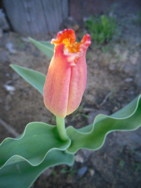 Инга Вавилова