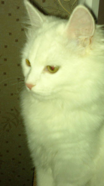 Неизвестно Неизвестно