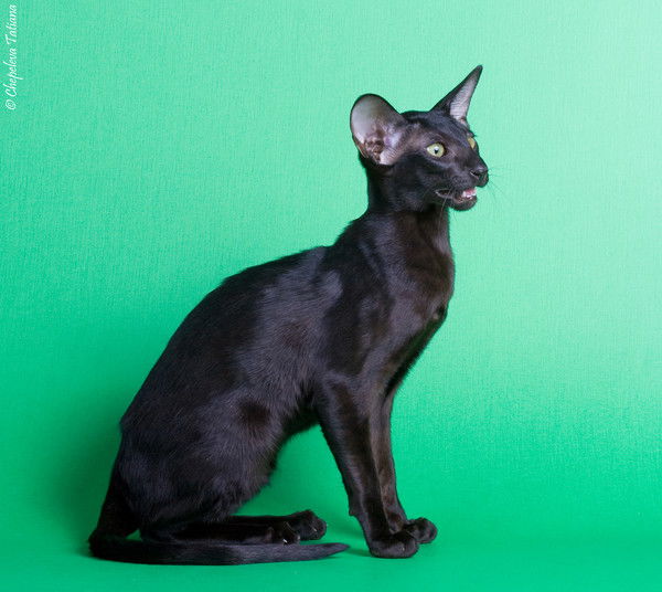 Марина Приходько