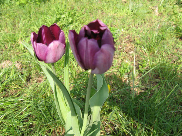 Света Щербак