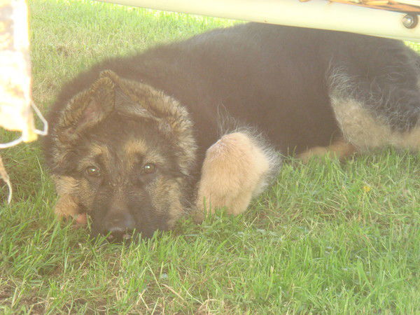 Евгений Лазарев