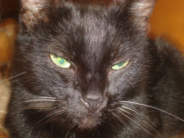 Соня Мустафина