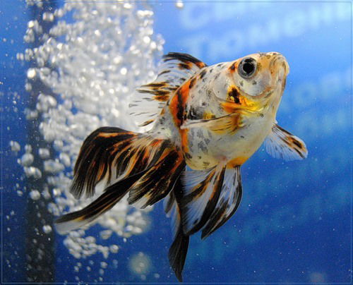 Шолпан Карынсауова