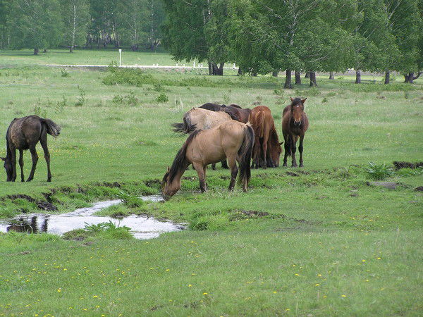 Евгений Gorbunov