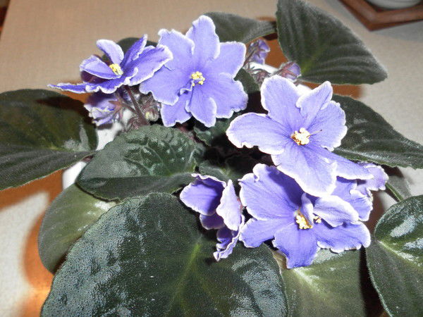 Татьяна Тюрикова