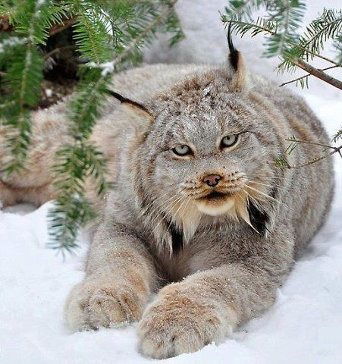 Дарига Жамбаева)))