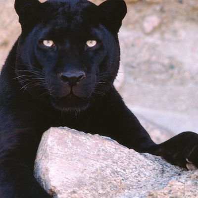 Алла Чепурная