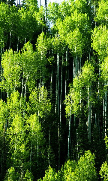 Ваня Простой