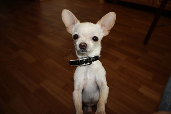 Петр Соколов