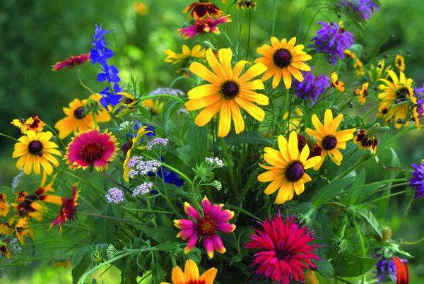 Насибакан Мажитова