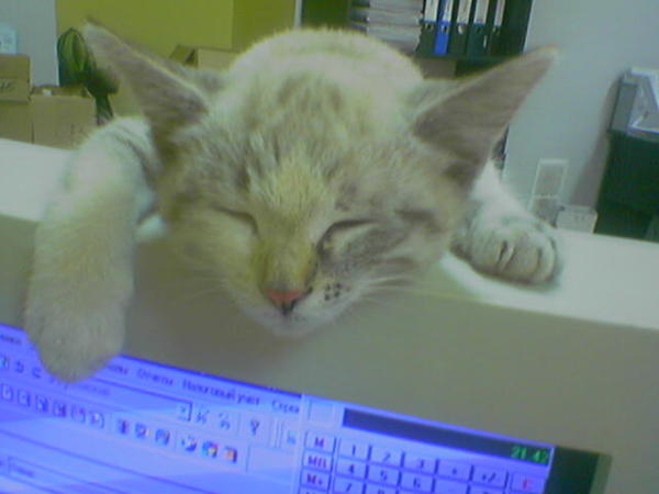 Соня Гольденберг