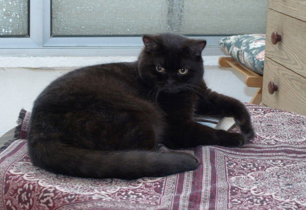 Григорий Фингерман