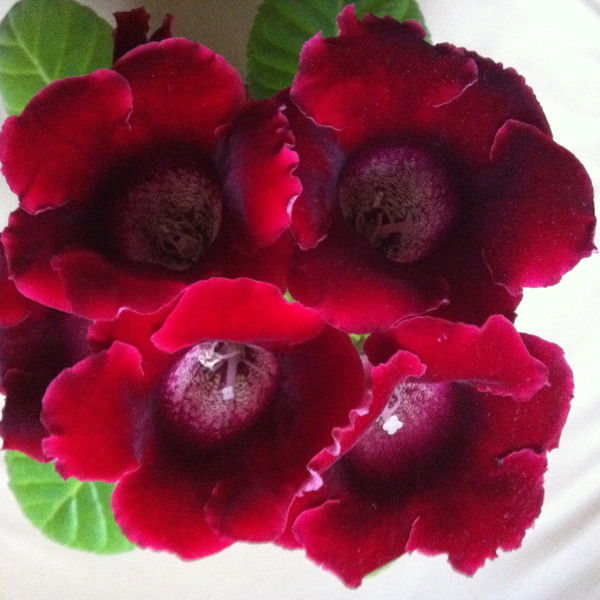 Оксана Потрапелюк