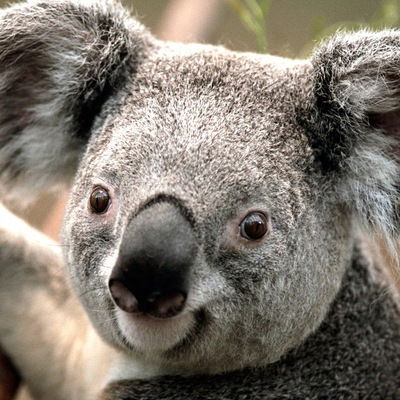 Влад Ющенко