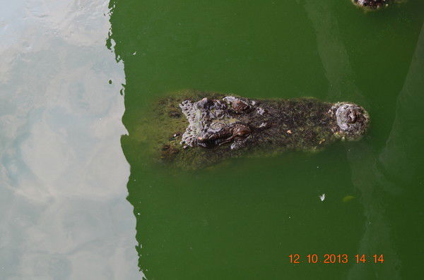 Роман Халимов