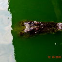 Роман Халимов