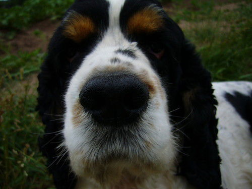 Константин Черногорский