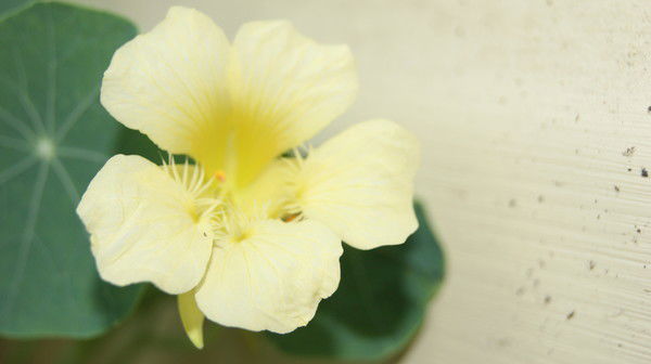 Татьяна Мукольян