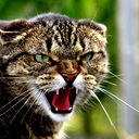 Александер Белых