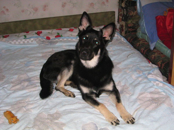 Евгений Кретов