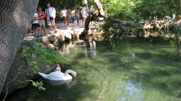 Елена Аниканова