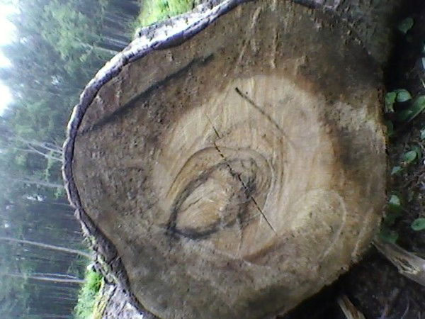 Марк Габриель