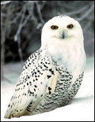 Айбулат Муфтахин