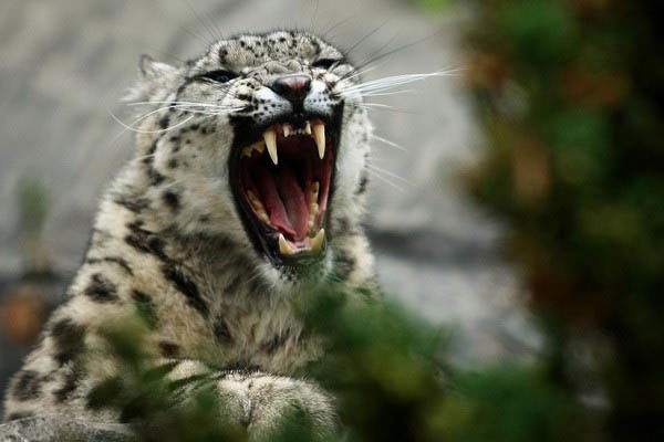 Сергей Березовский