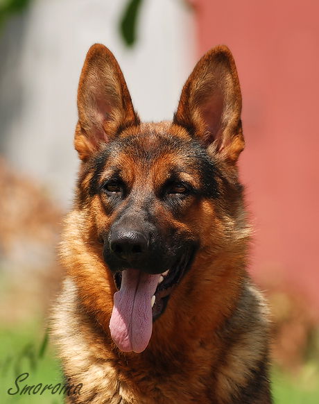 Светлана Преступко