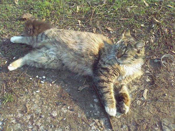 Влад Лаврищев