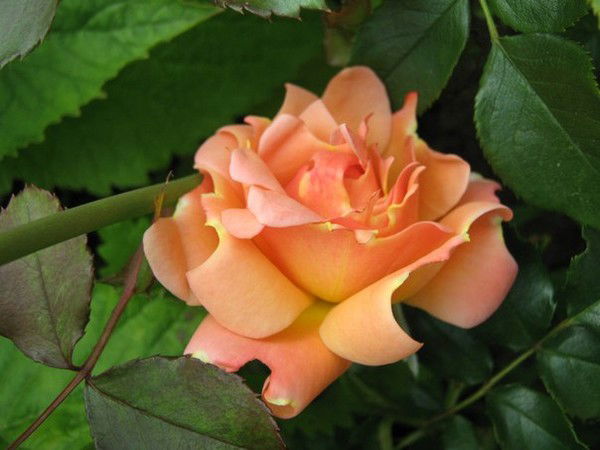 Екатерина Минина