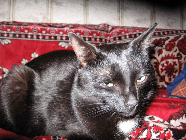 Андрей Чупрей