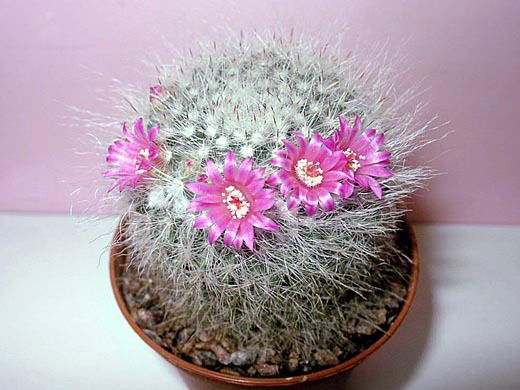 Феликс Вялов