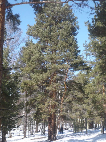 Наталия Шамякина-Я-О-Шин